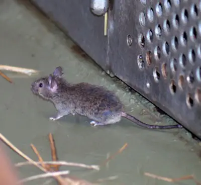 How To Keep Mice Out Of Grill